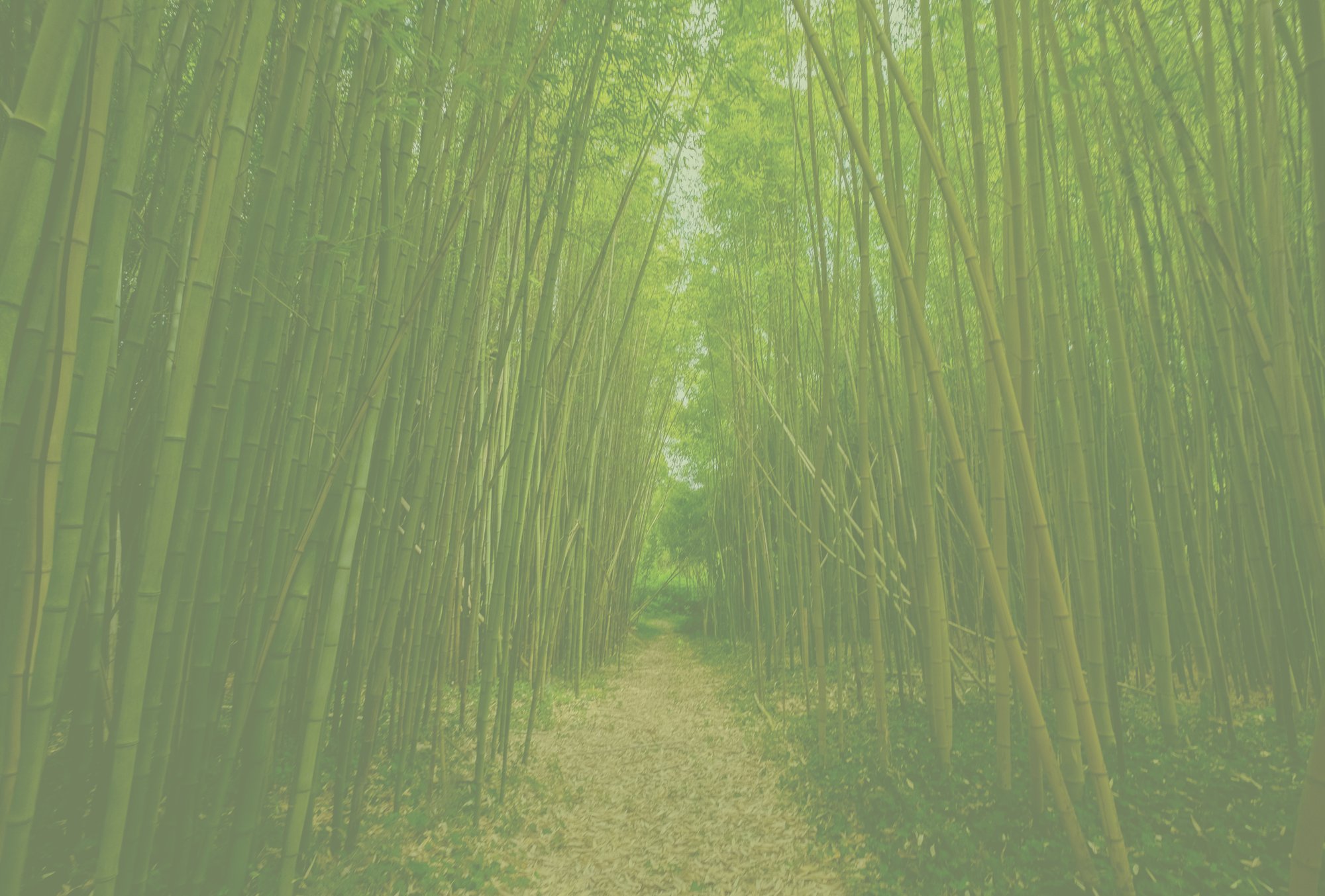 Bamboo BackGround